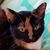 Arica Kleinman Belbot's profile image
