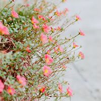 Leann Pham's profile image
