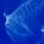 Pamela And-Robert Barnes-Berry's profile image