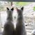 Paulette Provost's profile image