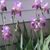 Gio-Joanne Smith's profile image