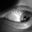 Steven Rose's profile image