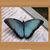 Lorna Torkos's profile image