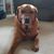 Brian Snedden's profile image