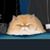 Stacy Lawhorne's profile image