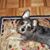 Susan Garrett's profile image
