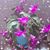 Cheryl Young Pettitt's profile image