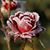 Shauna Mitts's profile image