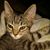 Pamela Howley's profile image
