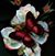 Rose Warriner's profile image
