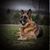 Brandi Meese's profile image