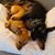 Franklynstein LaRue's profile image