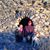 Fiona Gallagher Goettle's profile image