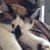 Alison M. Bouck's profile image