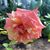 Nery Alba-Gomez's profile image