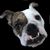 Steph Pocius's profile image