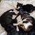 Georgina Franklin Barnard's profile image