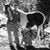 Jolie Lon Kerrick's profile image