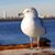 Sharon Wyant's profile image