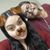 Laura Fierros's profile image