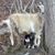 Lonnie Daniel Sr Farm's profile image