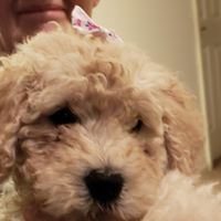 Christina Sheffer's profile image