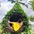 mariansh's profile image