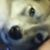 Kinsmen Alphawolf's profile image