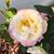 Nancy Schrader's profile image