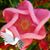 Lynda Greenhaw-Johnson's profile image