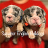 Superior English Bulldogs S.'s profile image