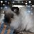 Janet Millie Harris's profile image