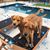 Tami Shead-Augustyn's profile image
