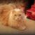 Mona Brouillard's profile image