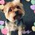 Yolie Morua's profile image