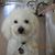 Lynn Wedderman Campana's profile image