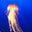 Nicole Letnes's profile image