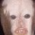 Elijah Khokhar's profile image