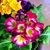 Jo Ann Burton's profile image