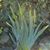 Sunshine Kerriem's profile image