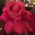 Judi Kelleher Schriber's profile image