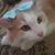 Jason Vitolo's profile image