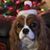 Mindy Levintow Collett's profile image
