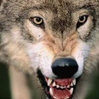 Tom Horn's profile image