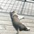 Kenneth Hornfeldt's profile image