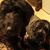Debra A Jamieson's profile image