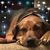 Brenda Blevins's profile image
