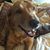 Renee Bosler's profile image