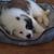 Sandy Macphee's profile image