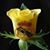 Clemente Saravia's profile image